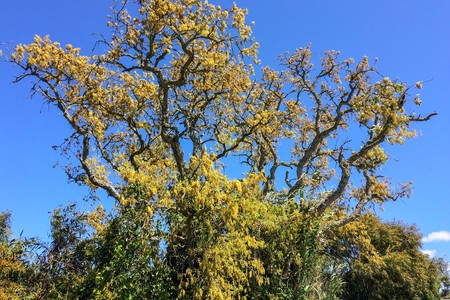 Blooming tree, branches of a blossoming tree against a blue skyの写真素材