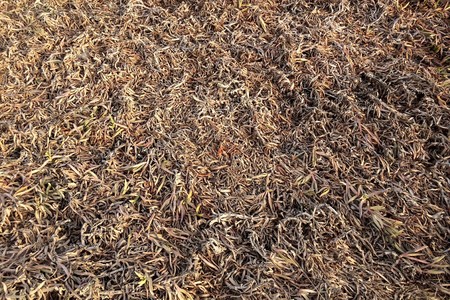 dead plants on earth, lot of strange dead plants intertwined on the groundの写真素材