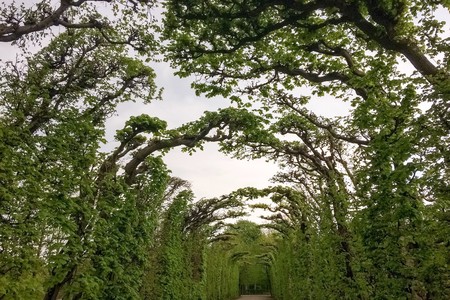 tunnel of twisted branches, tunnel of intertwined tree branches, cloudy weather, lots of greenery, path of gravel drifting into the distanceの写真素材