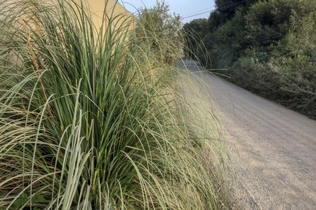 country road, trees and bushes along a dirt road, saw areaの写真素材