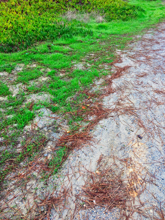 young grass grows through rocky soil, fresh greensの写真素材