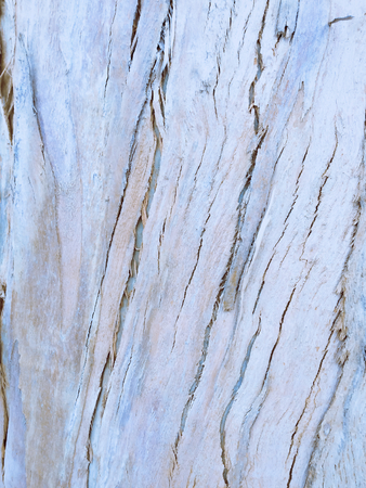 eucalyptus bark as background, wood textureの写真素材