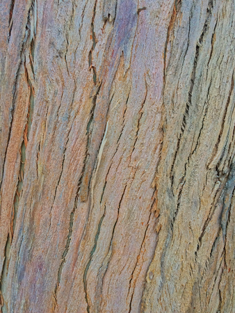 eucalyptus bark as background, wood textureの写真素材