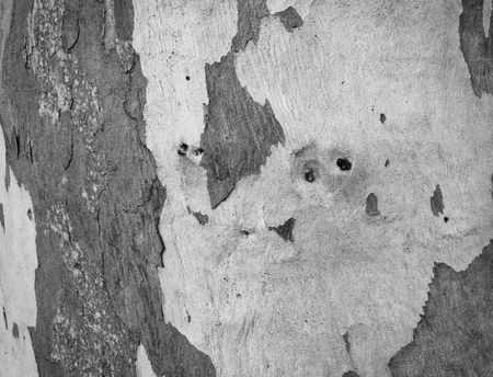 eucalyptus bark as background, wood textureの写真素材