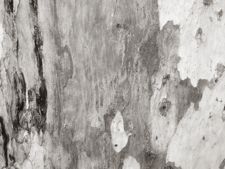 eucalyptus bark as background, wood textureの写真素材