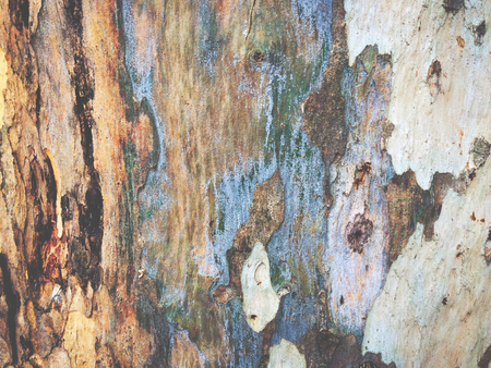 eucalyptus bark as background, wood textureの写真素材