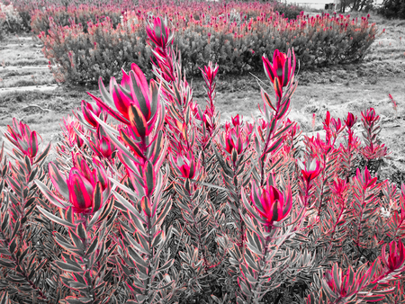 plants with bright red leaves, beautiful plantsの写真素材