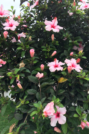 bush with large pink flowers, beautiful flowers, flowering bushの写真素材