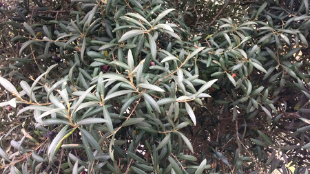 branches of the plant as a background, lush foliage, dense vegetationの写真素材