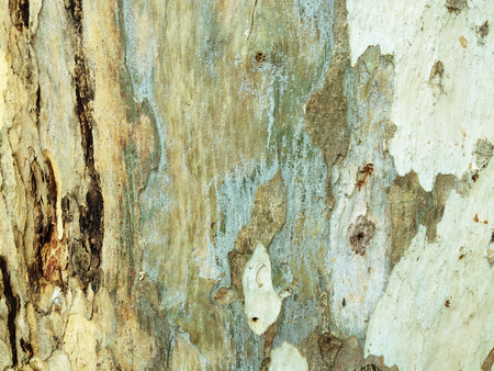 eucalyptus bark as background, wood textureの写真素材