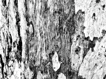 eucalyptus bark as background, wood textureの写真素材