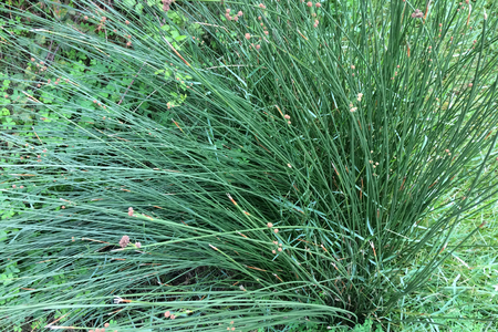 huge bush of grass, green grass, dense vegetation, greenery as a backgroundの写真素材