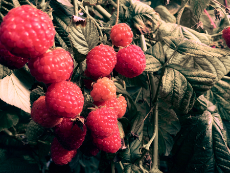 raspberry, raspberry branch, many red berries, ripe berries