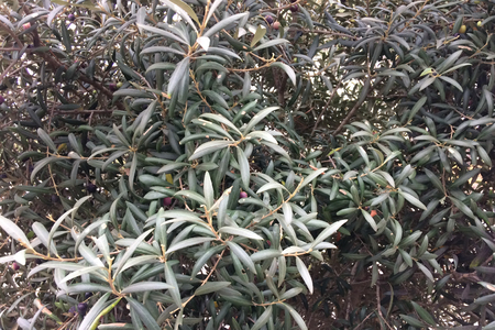 branches of the plant as a backgroundの写真素材