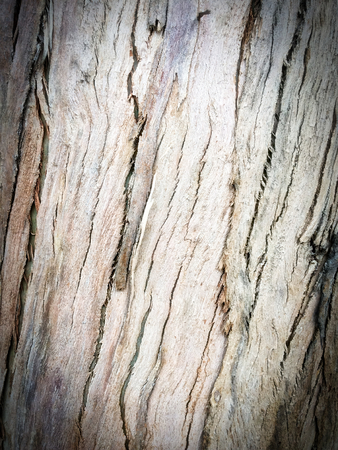 eucalyptus bark as background, wood textureの写真素材