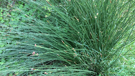 huge bush of grass as a backgroundの写真素材