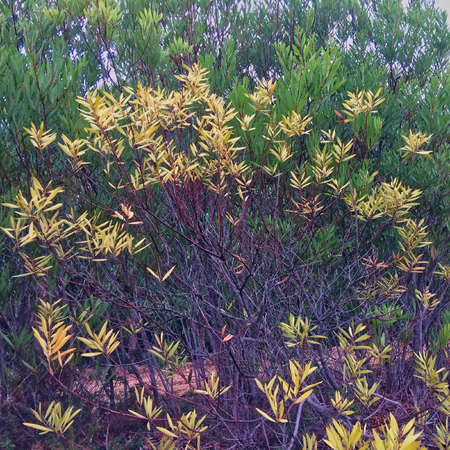 branches of a bush, green thicketsの写真素材