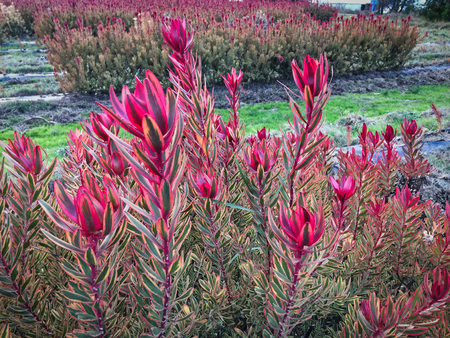 plants with bright red leaves, beautiful plantsの写真素材