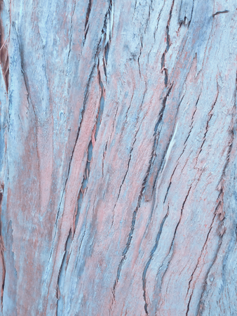 eucalyptus bark wood texture as backgroundの写真素材
