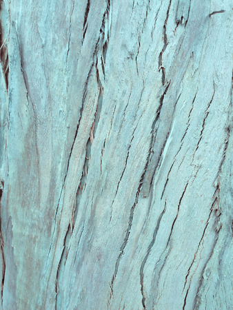 eucalyptus bark as background, wood textureの写真素材