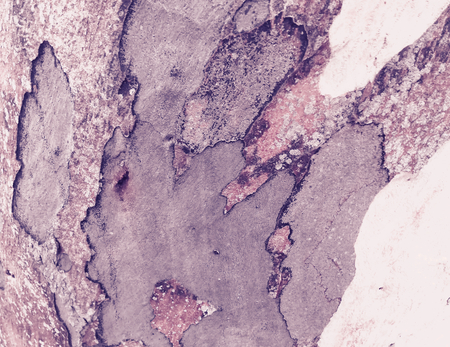 eucalyptus bark as background, wood texture