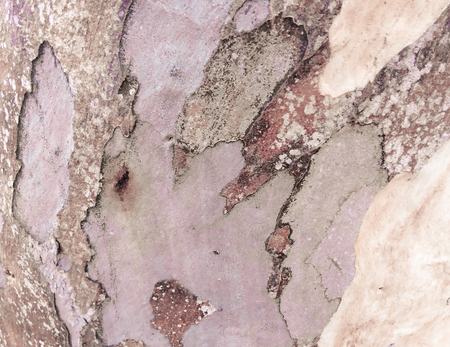 eucalyptus bark as background, wood textureの写真素材