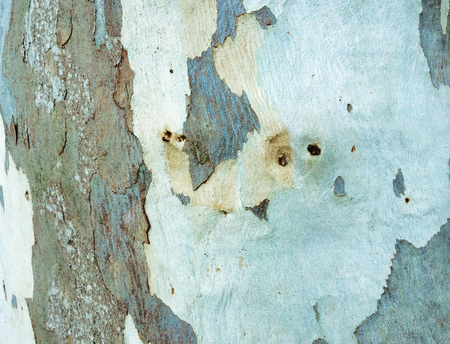eucalyptus bark as background, wood textureの写真素材