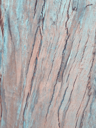 eucalyptus bark as background, wood textureの写真素材