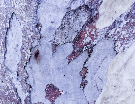 eucalyptus bark as background, wood texture