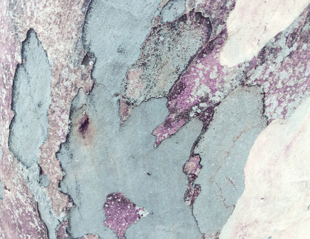 eucalyptus bark as background, wood textureの写真素材