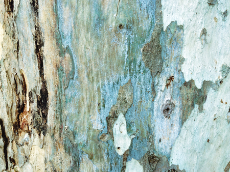 eucalyptus bark as background, wood textureの写真素材
