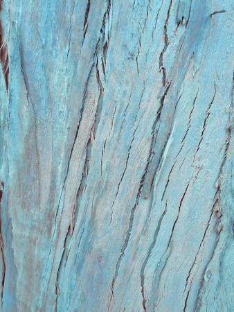 eucalyptus bark as background, wood textureの写真素材