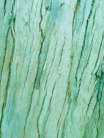 eucalyptus bark as background, wood texture