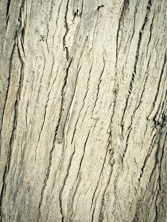eucalyptus bark as background, wood textureの写真素材