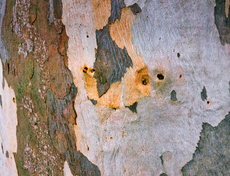 eucalyptus bark as background, wood textureの写真素材