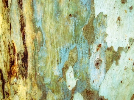 eucalyptus bark as background, wood textureの写真素材