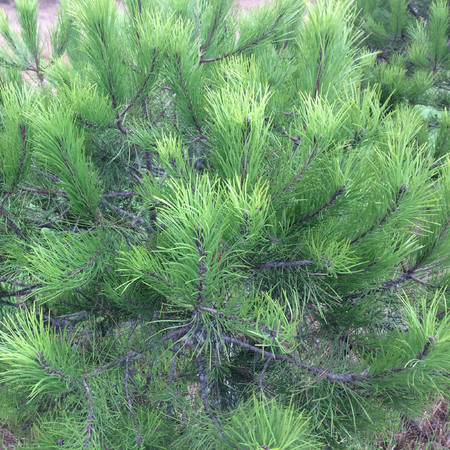 pine branches, dense vegetation, coniferの写真素材