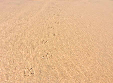 bird footprints in the sand, footprints on the beachの写真素材