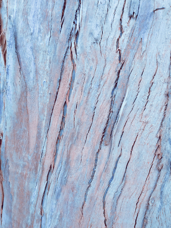 eucalyptus bark as background, wood textureの写真素材