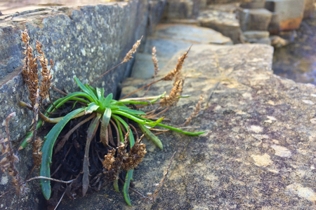 small plant grows through a stone, stunted plant, plant dies on the stonesの写真素材