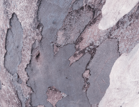 eucalyptus bark as background, wood textureの写真素材