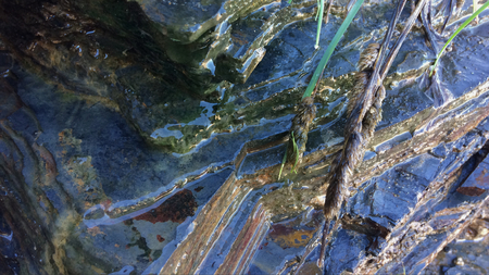 weed growing near stones, wet stones and field grassの写真素材