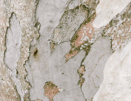 eucalyptus bark as background, wood textureの写真素材