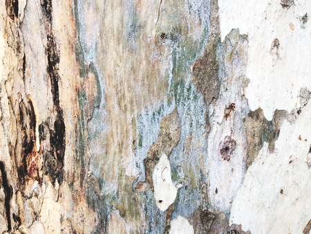 eucalyptus bark as background, wood textureの写真素材