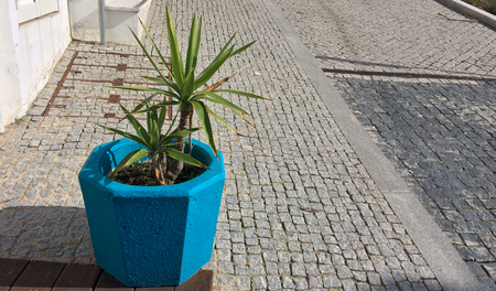 plant in a blue flowerpot, color element, beautiful blue color, flower in a pot on the streetの写真素材