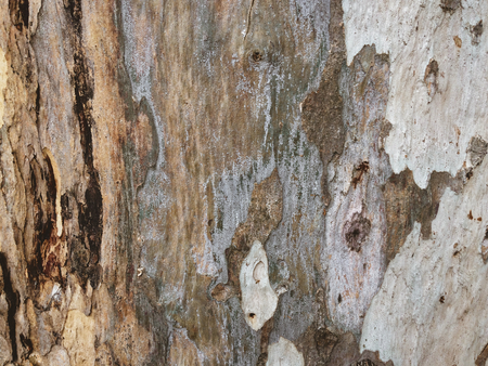 eucalyptus bark as background, wood texture, wood backgroundの写真素材