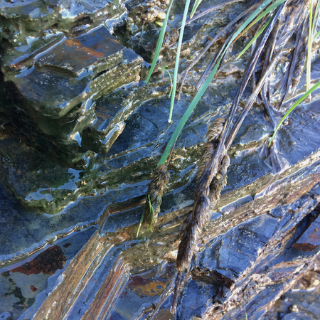 weed growing near stones, wet stones and field grassの写真素材
