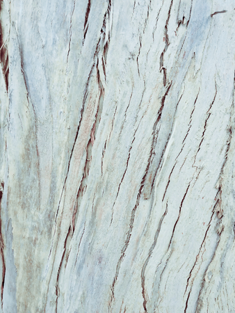 eucalyptus bark as background, wood textureの写真素材