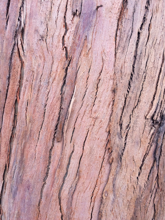 eucalyptus bark as background, wood textureの写真素材