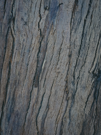 eucalyptus bark as background, wood textureの写真素材